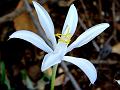 Short-Stamen Forest Spider Lily