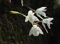 Short-Stem Coelogyne