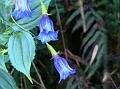 Showy Gentian Vine