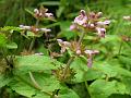 Showy Jerusalem Sage