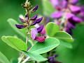 Showy Pea-Shrub