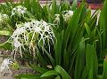 Showy Spider Lily