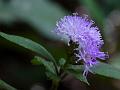 Showy Vernonia