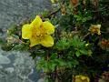 Shrubby Cinquefoil