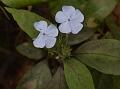 Shrubby Eranthemum