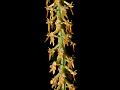 Sickle-Leaf Oberonia