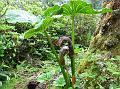 Sikkim Cobra Lily