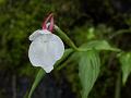 Sikkim Orchid Ginger