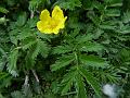 Silverweed Cinquefoil