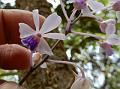 Sky Blue Vanda