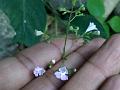 Slender Catmint