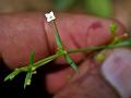 Slender Diamond Flower