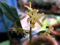 Slender Helleborine-Orchid