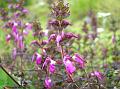 Slender Lousewort