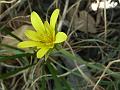 Slender Salsify