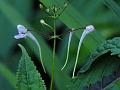 Slender-Flower Balsam