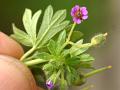 Small Geranium