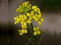 Small Tumbleweed Mustard