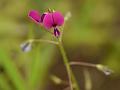 Small-Flowered Alyce Clover