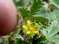 Small-Flowered Cinquefoil