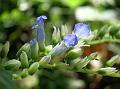 Small-Flowered Tongue-Lip