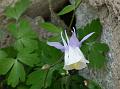 Small-Leaf Columbine