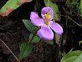 Small-Leaf Osbeckia