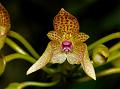 Small-Spotted Bulb-Leaf Orchid