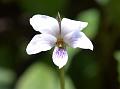 Smooth-Leaf White Violet