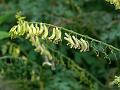 Snake Pod Corydalis