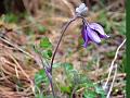 Snow Columbine