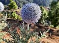 Snow-White Globe Thistle