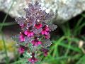 Soft Lousewort