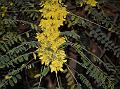 Soft Sophora