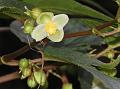 Sorrel Begonia