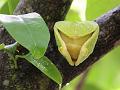 Soursop