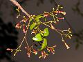 South-Indian Commiphora