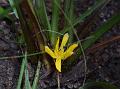 South-Indian Eye Grass