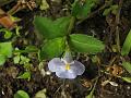 Sparrow Bog-Herb