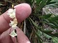 Spatula-Lip Dendrobium
