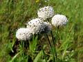 Spherical Pipewort