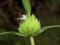 Spherical Slitwort