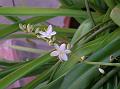 Spider Plant