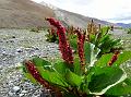 Spiked Rhubarb