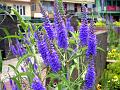 Spiked Speedwell