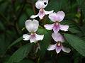 Spindle-Fruit Balsam