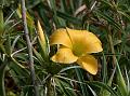 Spiny Barleria