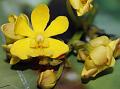 Spoon-Leaf Vanda