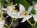 Spotted Coelogyne