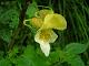 Spotted Yellow Balsam